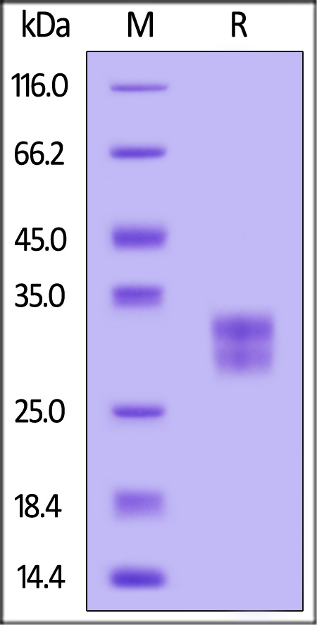 VSIG2 SDS-PAGE