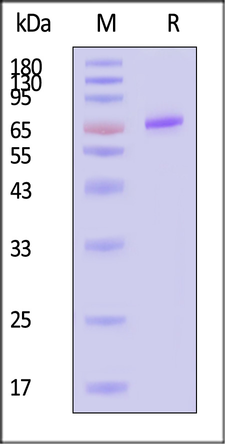 Wnt surrogate SDS-PAGE