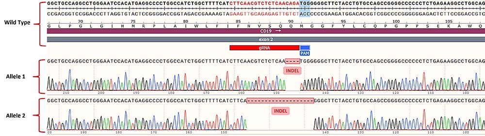 CD19 SEQUENCING_ANALYSIS