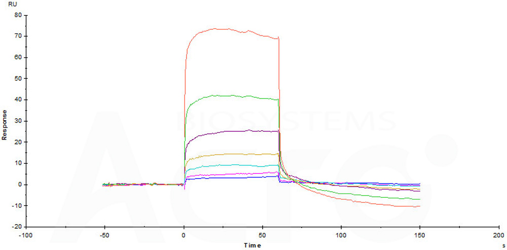 Siglec-15 SPR