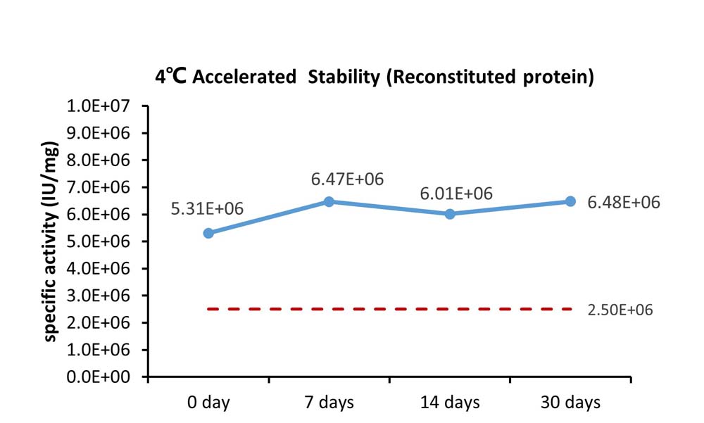 FGF basic STABILITY