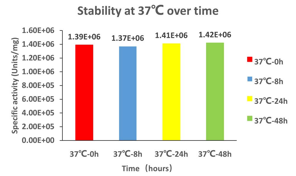 Nuclease STABILITY