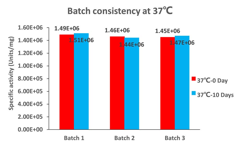 Nuclease STABILITY