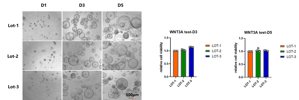 Wnt surrogate STABILITY