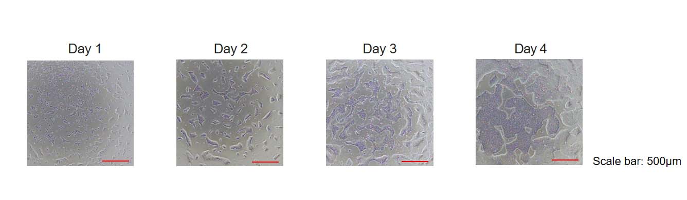 Laminin 521 STEM CELL CULTURE