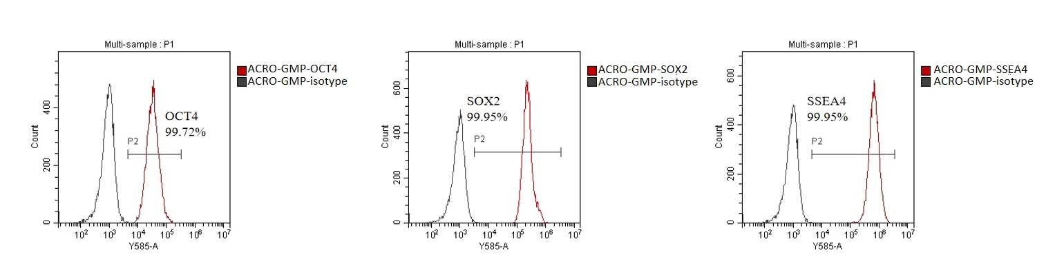 Laminin 521 STEM CELL CULTURE