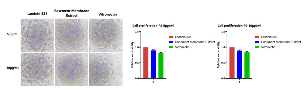 Laminin 521 STEM CELL CULTURE