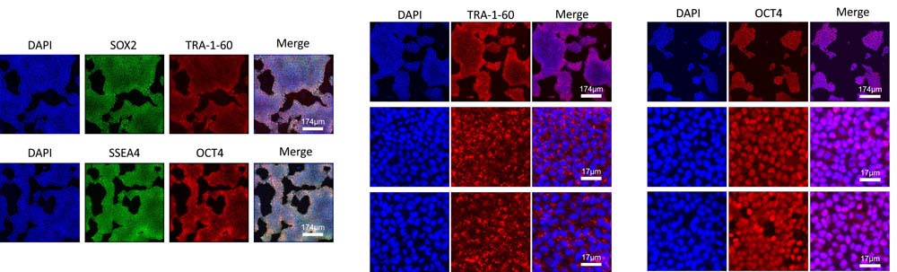 Laminin 521 STEM CELL CULTURE