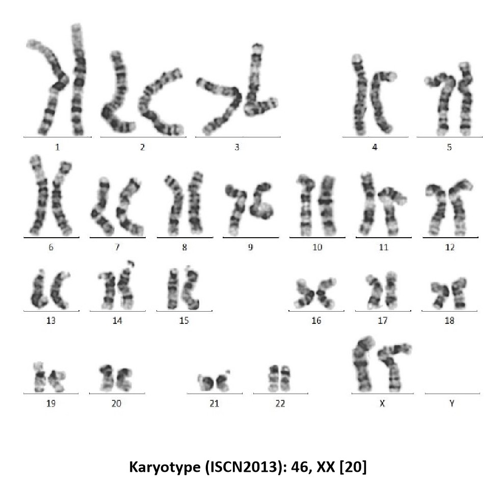 Laminin 521 STEM CELL CULTURE