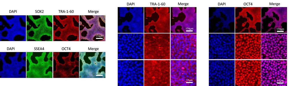 Laminin 511 STEM CELL CULTURE