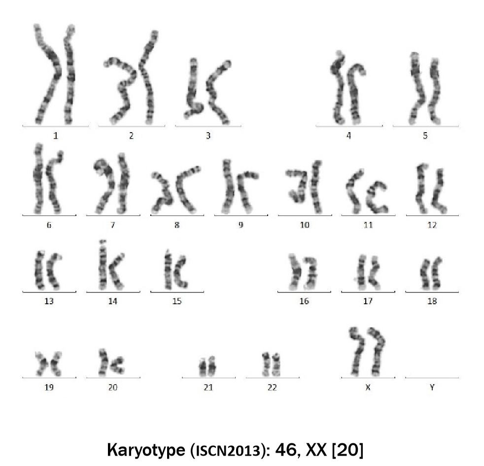 Laminin 511 STEM CELL CULTURE