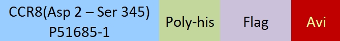 CCR8 Structure