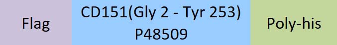 CD151 Structure