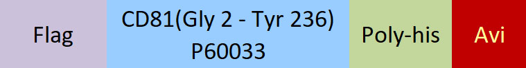 CD81 Structure