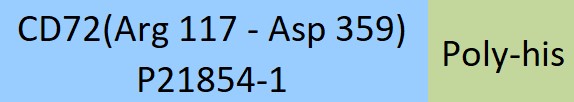 CD72 Structure