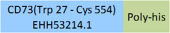 CD73 Structure