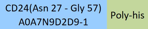CD24 Structure
