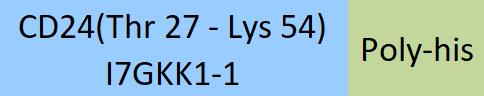 CD24 Structure