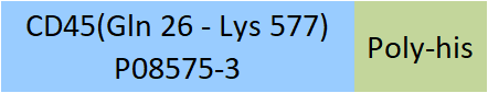 CD45 Structure