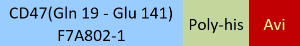 CD47 Structure