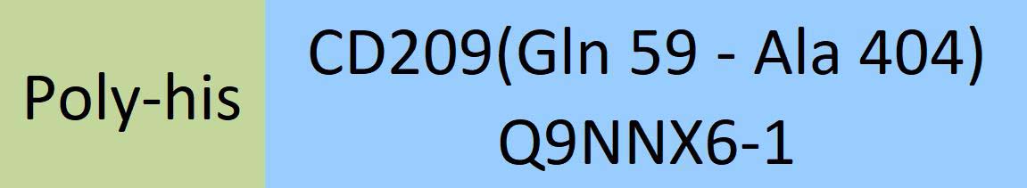 CD209 Structure