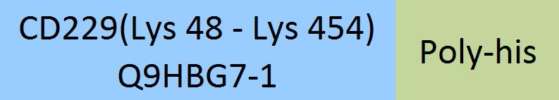 CD229 Structure