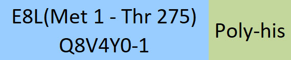 E8L (MPXV) Structure