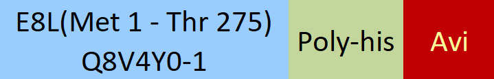 E8L (MPXV) Structure