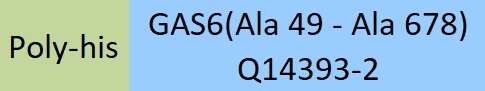 GAS6 Structure