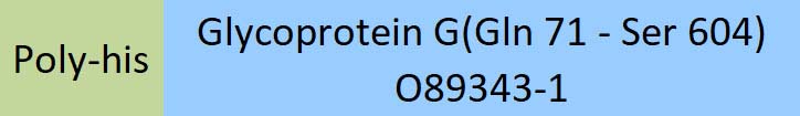 Glycoprotein G (HeV) Structure