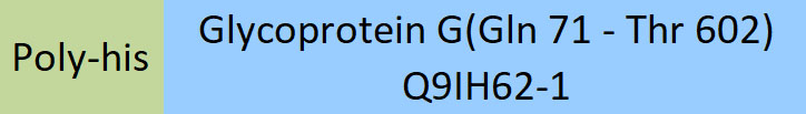 Glycoprotein G (NiV) Structure