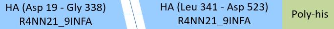 Hemagglutinin/HA (Influenza Virus) Structure