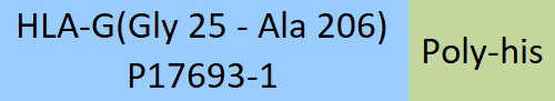 HLA-G Structure