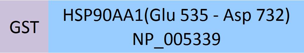 HSP90AA1 Structure