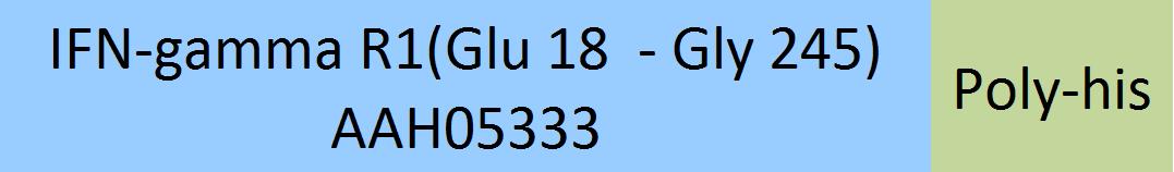 IFN-gamma R1 Structure