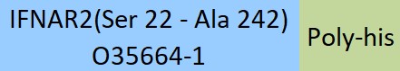 IFN-alpha/beta R2 Structure