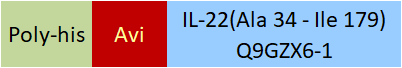 IL-22 Structure