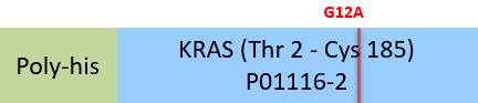 KRAS Structure