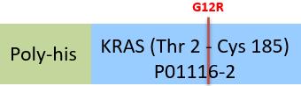 KRAS Structure