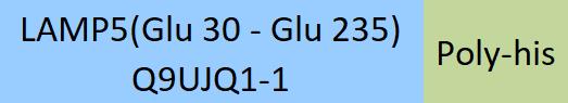 Online(Glu 30 - Glu 235) Q9UJQ1-1