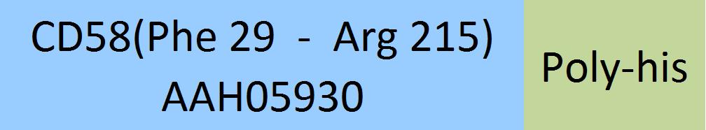 CD58 Structure