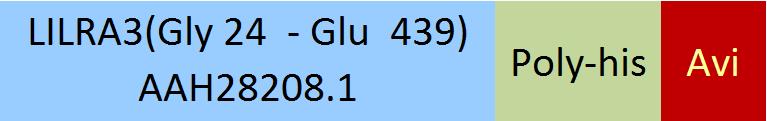 Online(Gly 24  - Glu  439) AAH28208.1