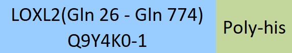 Online(Gln 26 - Gln 774) Q9Y4K0-1