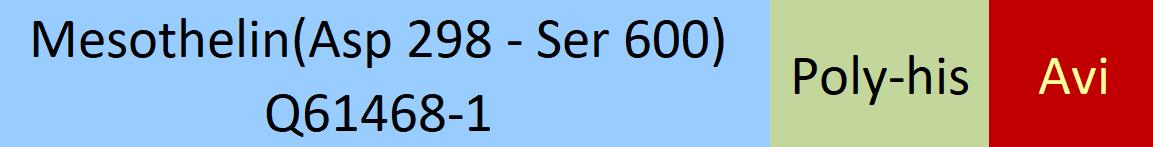 Mesothelin Structure