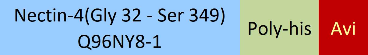 Nectin-4 Structure