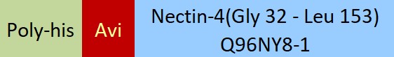 Nectin-4 Structure