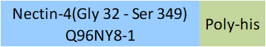 Nectin-4 Structure