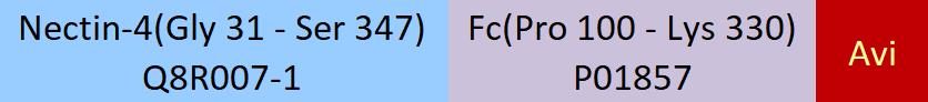 Nectin-4 Structure