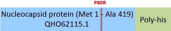 Nucleocapsid protein Structure