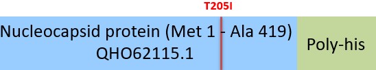 Nucleocapsid protein Structure
